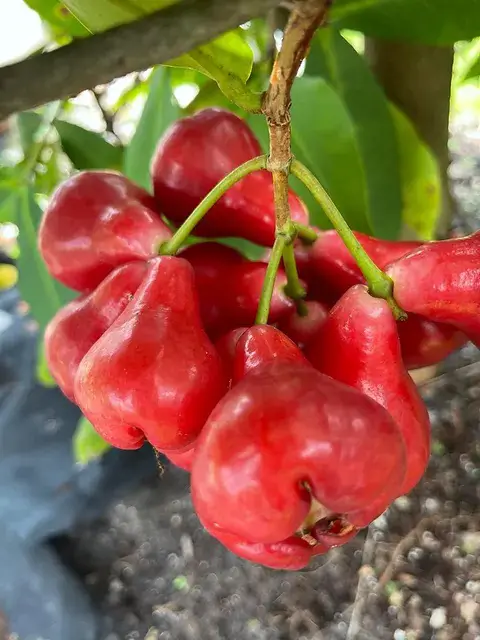 Wax Apples asian fruit