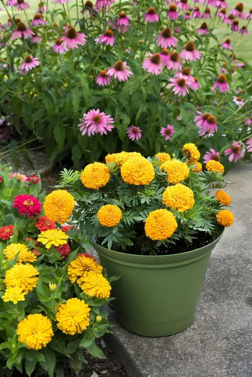 Marigold Plant cuttings for More Bloom