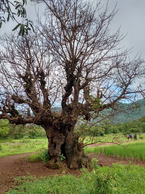 Real Plants from the Harry Potter Universe