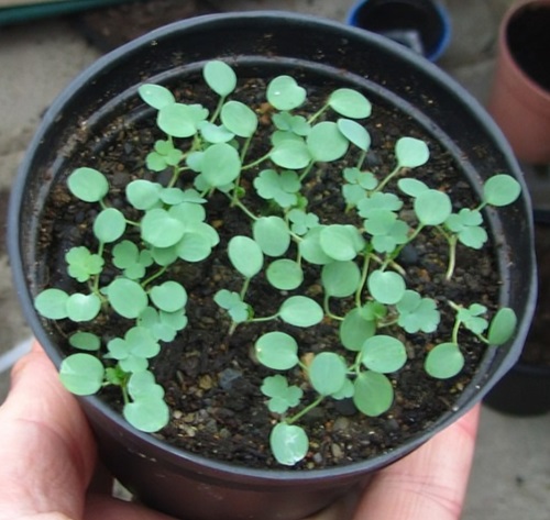 Wild Columbine seeds germination
