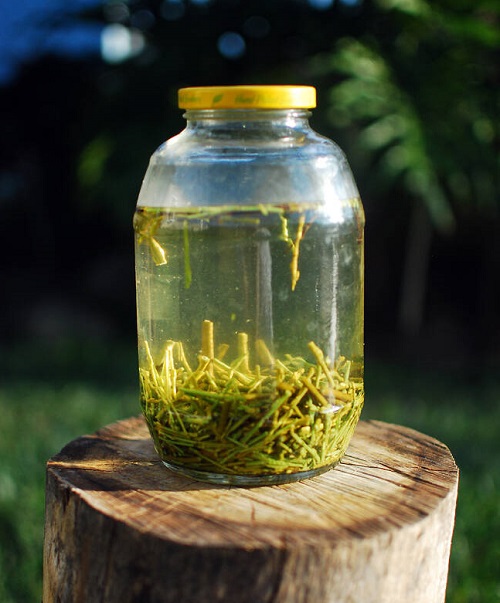 Willow Water to Propagate Plants Successfully in Fall and Winter
