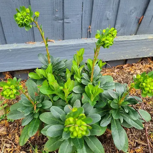 wood spurge emerland flower