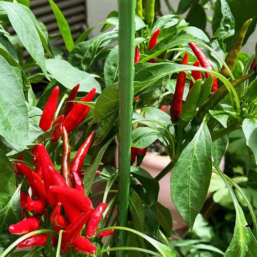 yatsufusa Peppers That Grow Upwards