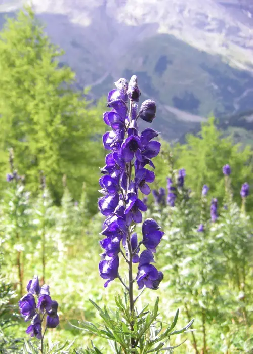 Real-Life Plants from Harry Potter