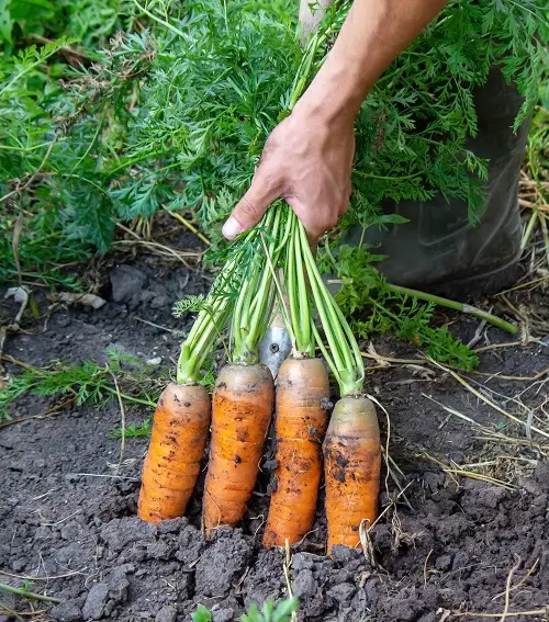Carrot Growth Stages 1