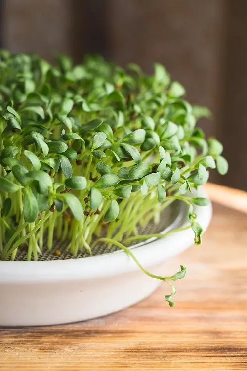 fenugreek Microgreens Ready for Harvest within Weeks