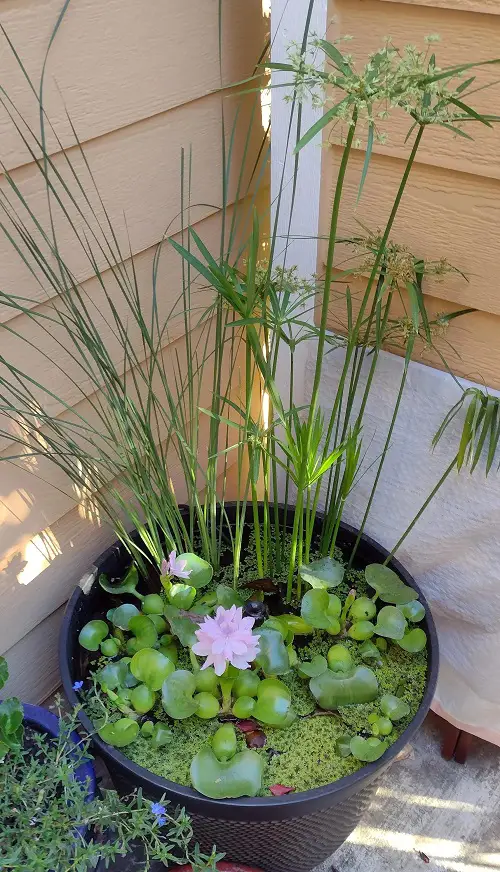 Pond in a Pot: How to Make a Container Water Garden 1