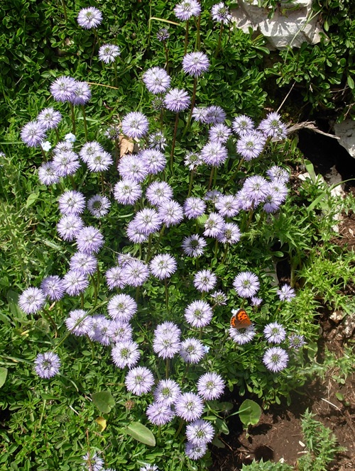 Globe Daisy best small floweers in garden