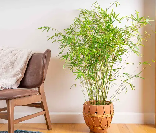 Golden Bamboo with 8 leaf