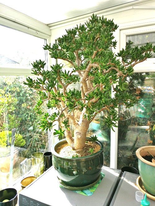 Most Towering Types of Jade Plants 