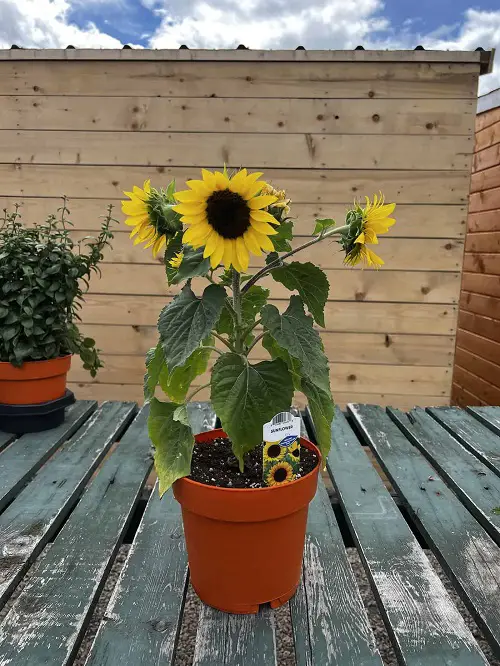 Best and Worst Child-Friendly Plants 12