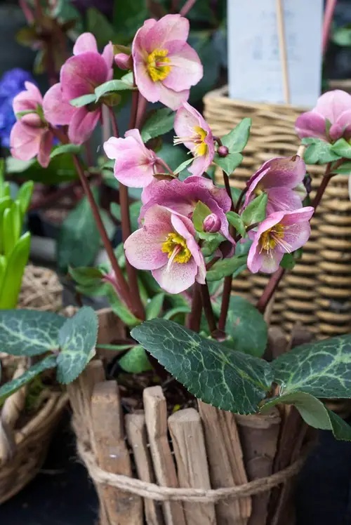 Flowers Similar to Tulips 