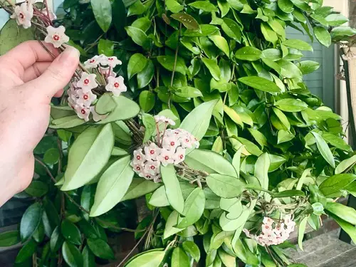 100 year old hoya indoor 6