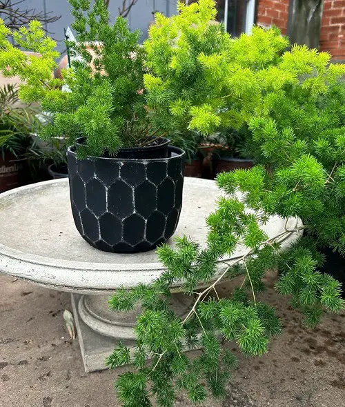Asparagus Fern like plants 2