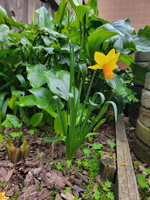 When and Where to Plant Narcissus 6
