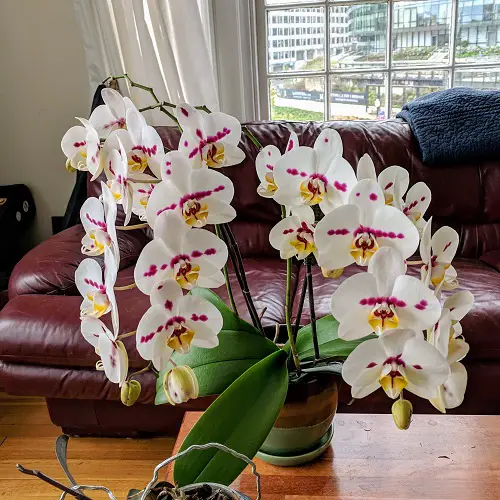 Prettiest Flowers in The world
