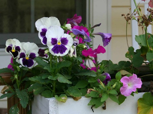 Purple Flowering Indoor Plants