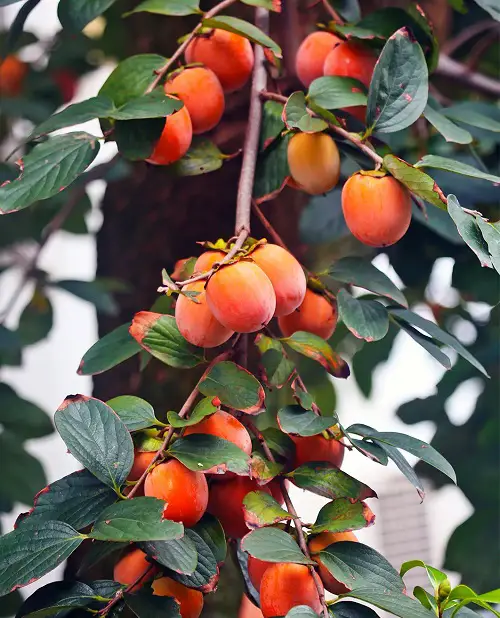 Japanese Persimmon in asia