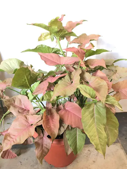 Beautiful Pink Syngonium Indoor vine on table
