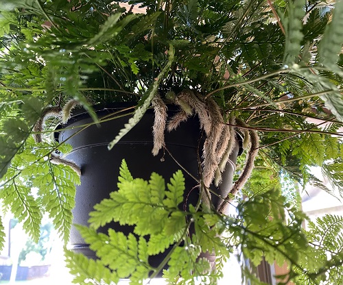 spider leg like plant 2