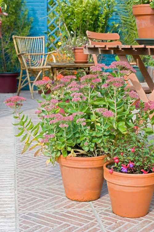 sedum best small flower in lawn