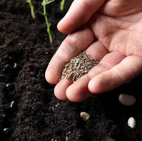 Carrot Seeds to Sowing Stages 