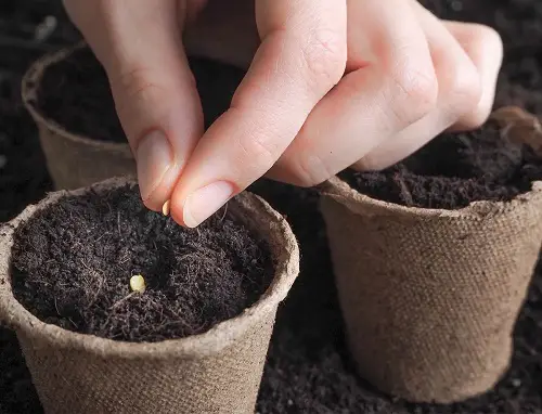 planting seeds for january - february