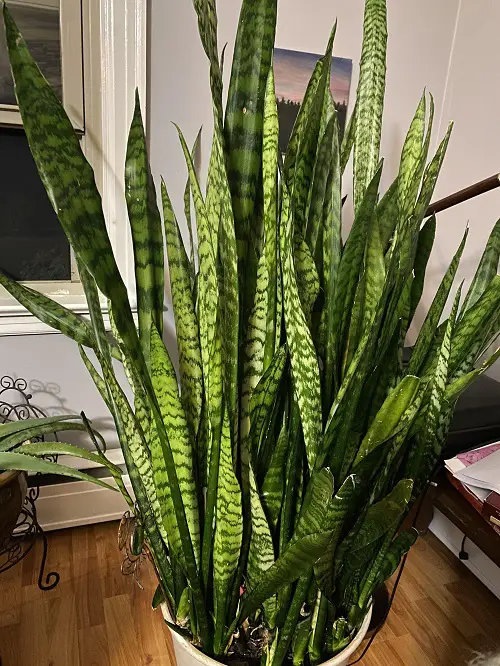 old snake plant in pot 11