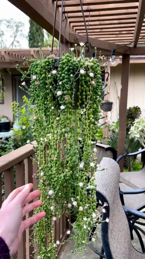 Plants For Hanging From the Ceiling
