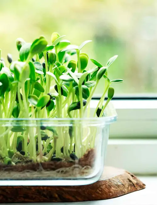 Sunflower Microgreens Ready for Harvest within Weeks