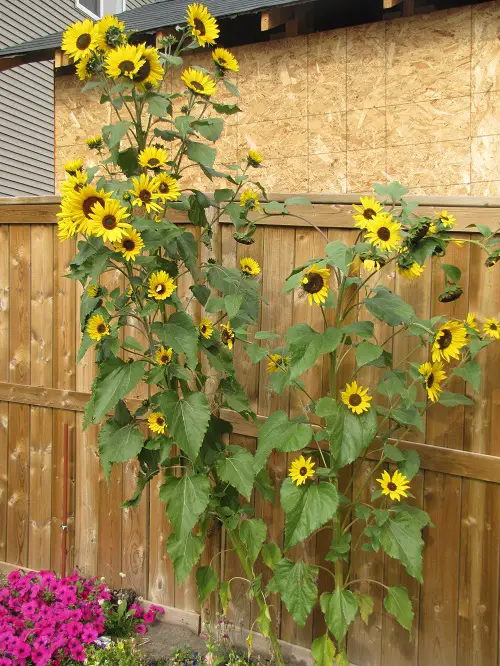 Best Fast Growing Flowers