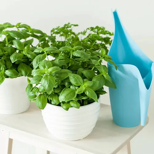 basil plant for gifting