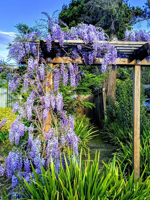 Colourful Fast-growing Flowering Vines 