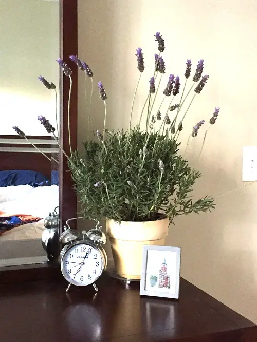 Lavender Plants With Purple Flowers 