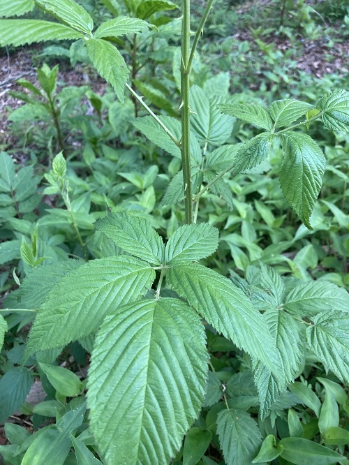 Plants with Stinging Hairs