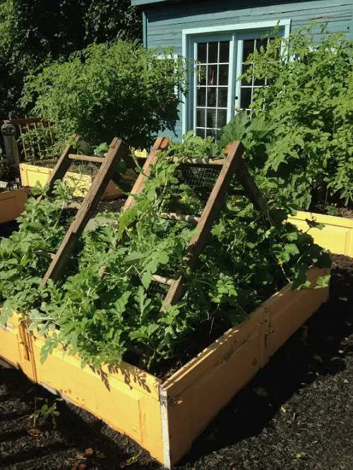 Cantaloupe Trellis 18