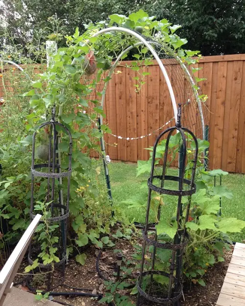 Cantaloupe Trellis 33