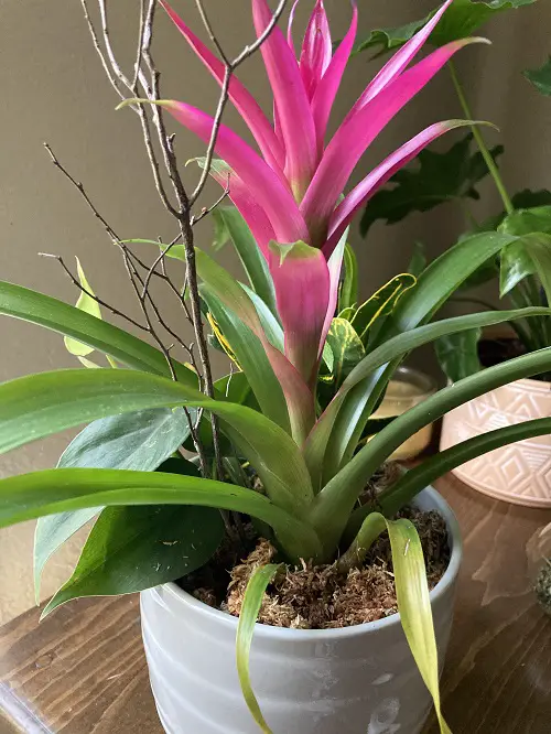 Macho and Masculine Flowers in pot 