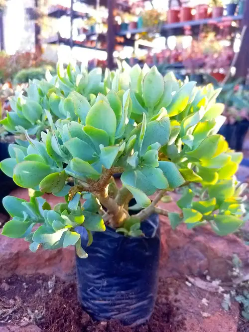 Variegated Jade Plant Varieties 3