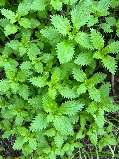 Plants with Stinging Hairs2
