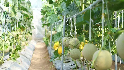 Cantaloupe Trellis 11
