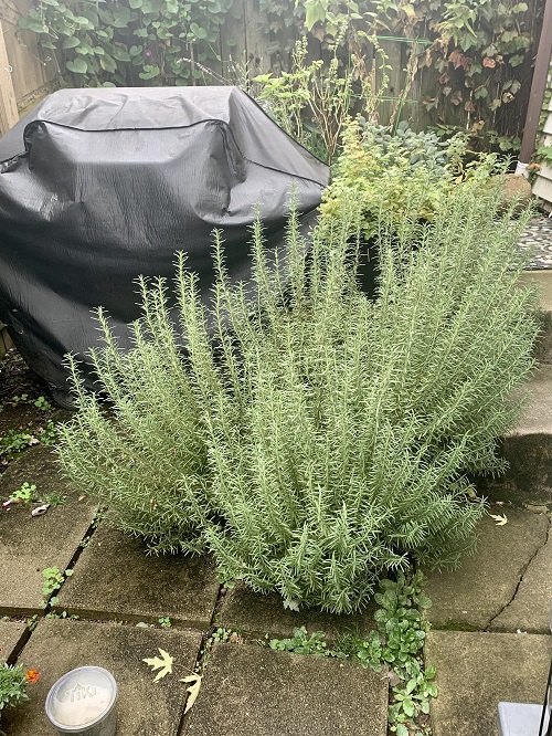 Cool Ways to Grow Rosemary2