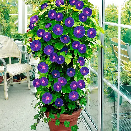 Use a Moss Pole trellis 