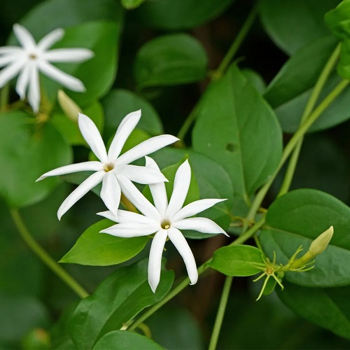 Plants blooms that Look Like Starfish