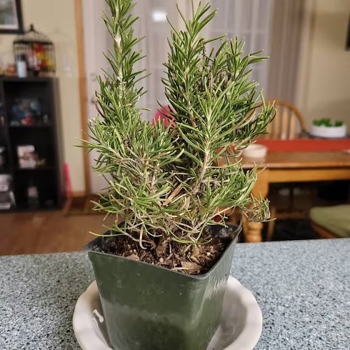 Cool Ways to Grow Rosemary4