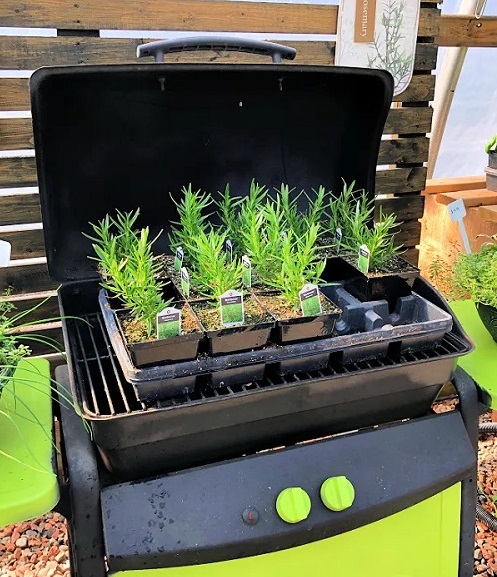 Rosemary growing ideas 