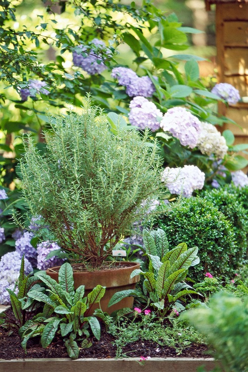 Grow Rosemary with companion plants