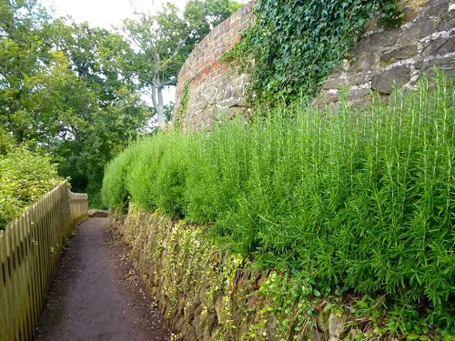  Ways To Grow Rosemary