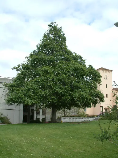 California shade trees 9