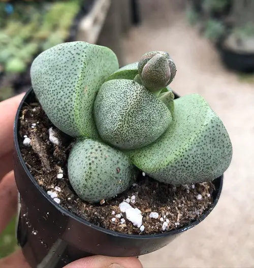 Pleiospilos nelii Varieties 2